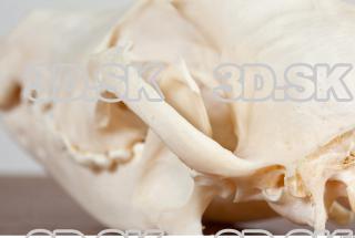 Skull photo reference 0050